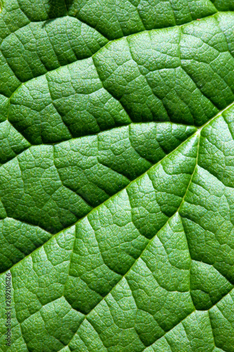 High resolution green leaf close up texture background