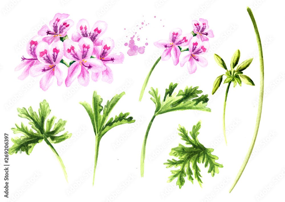Pelargonium graveolens or Pelargonium x asperum, geranium plant elements set, flowers with leaves. Watercolor hand drawn illustration  isolated on white background