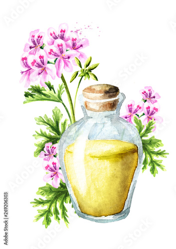 Pelargonium graveolens or Pelargonium x asperum, geranium flower and essential oil. Watercolor hand drawn illustration isolated on white background