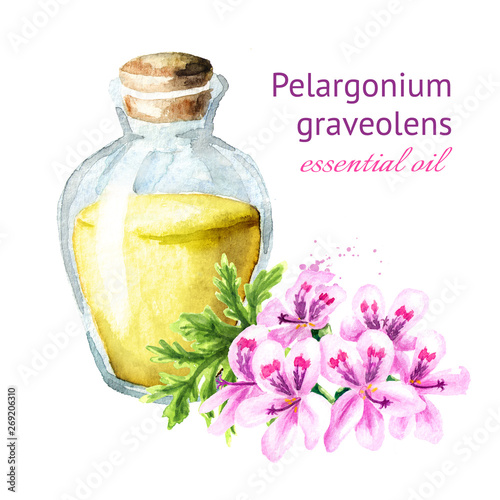 Pelargonium graveolens or Pelargonium x asperum, geranium flower and essential oil. Watercolor hand drawn illustration, isolated on white background