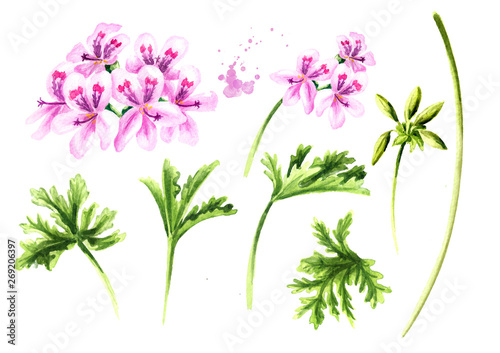 Pelargonium graveolens or Pelargonium x asperum, geranium plant elements set, flowers with leaves. Watercolor hand drawn illustration  isolated on white background photo