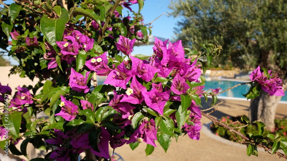 Fototapeta premium Bougainvillea - Bougainville - Bougainvillée - Bougainvillier - Drillingsblume
