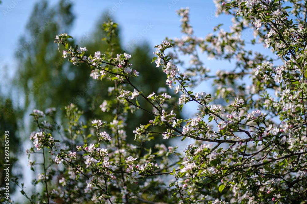 blooming apple tree in country garden in summer blooming apple tree in country garden in summer