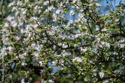 blooming apple tree in country garden in summer. close up details with blue sky