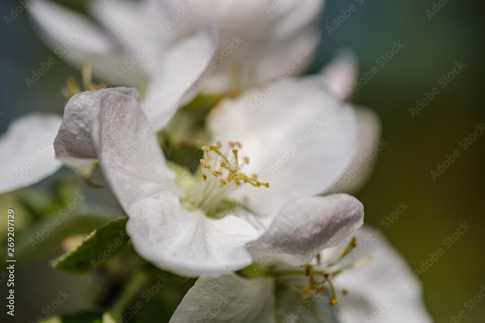 blooming apple tree in country garden in summer. close up details with blue sky blooming apple tree in country garden in summer. close up details with blue sky
