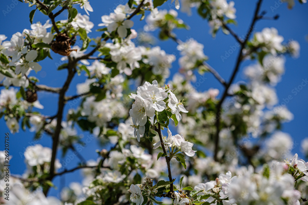 blooming apple tree in country garden in summer. close up details with blue sky blooming apple tree in country garden in summer. close up details with blue sky