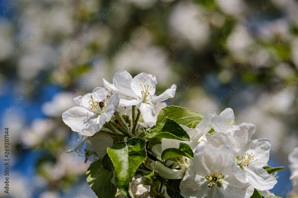 blooming apple tree in country garden in summer. close up details with blue sky blooming apple tree in country garden in summer. close up details with blue sky