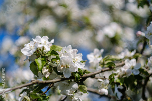 blooming apple tree in country garden in summer. close up details with blue sky