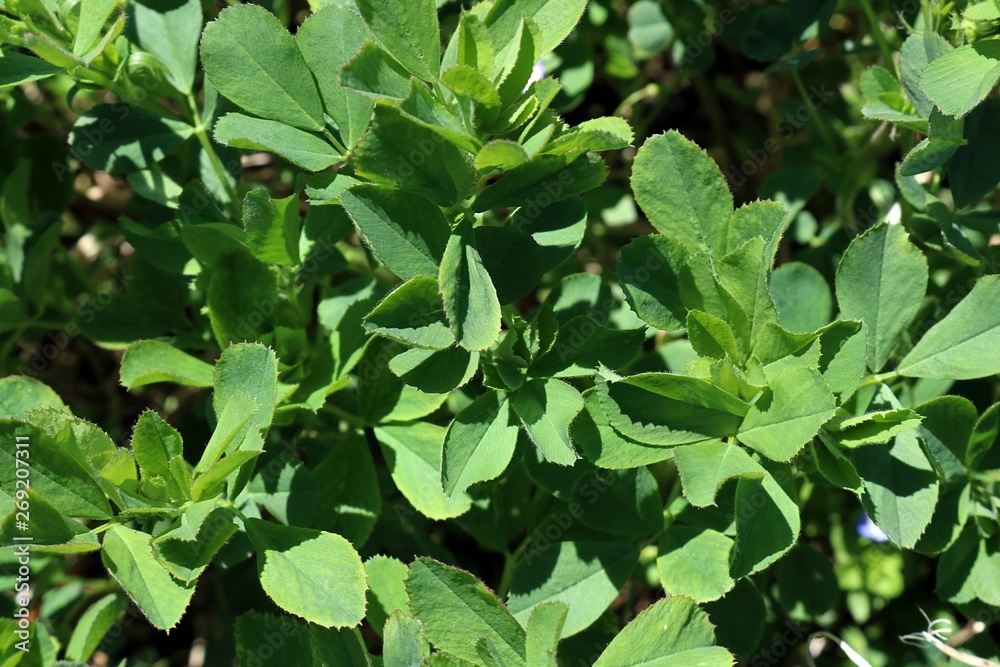 Very close-up of fresh spring Alfalfa crop growing in the sunshine Very close-up of fresh spring Alfalfa crop growing in the sunshine