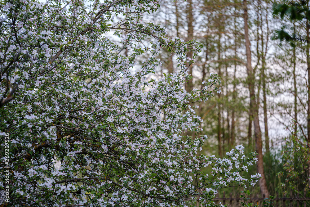 blooming apple tree in country garden in summer blooming apple tree in country garden in summer