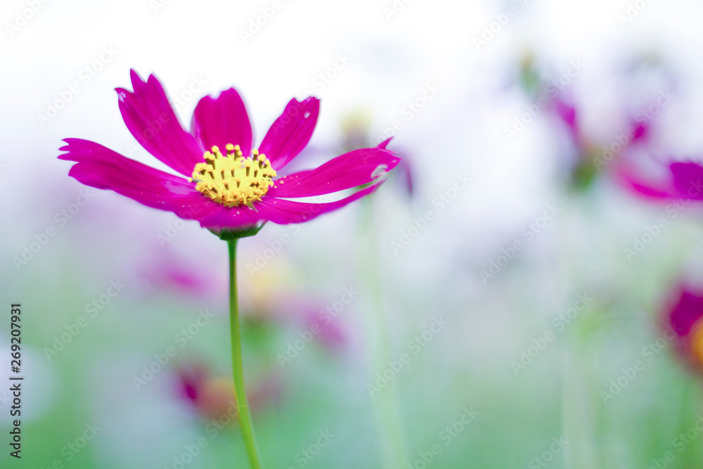 Cosmos flower in the green fields. 