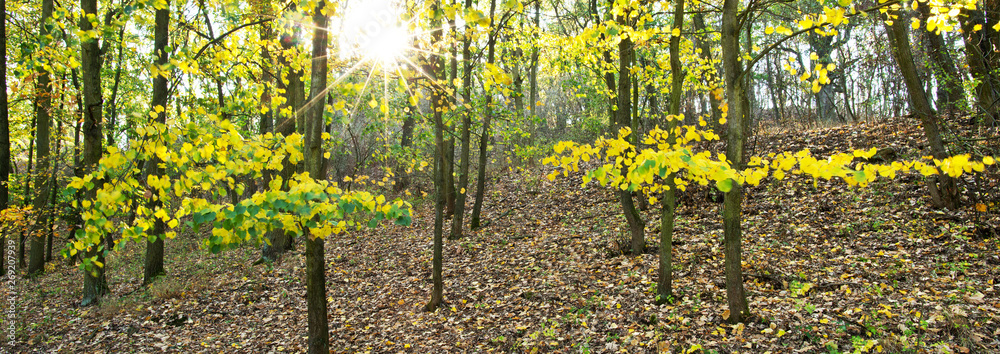 Obraz premium Autumn landscape with sun and sun beams