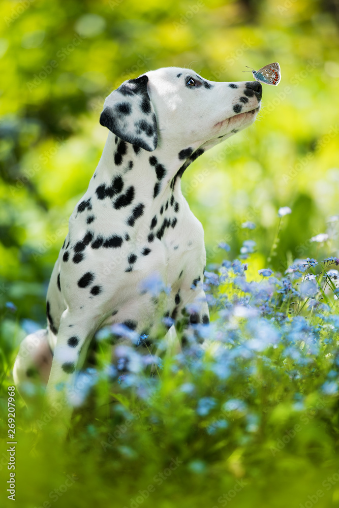Dalmatian puppy with butterfly on his nose