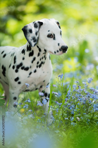Dalmatian puppy in a forget me not meadow