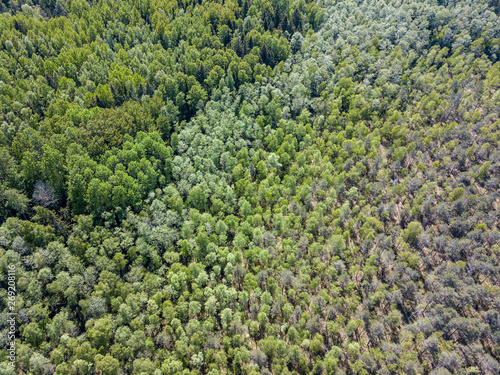 aerial view of countryside fields and forests in green summer day