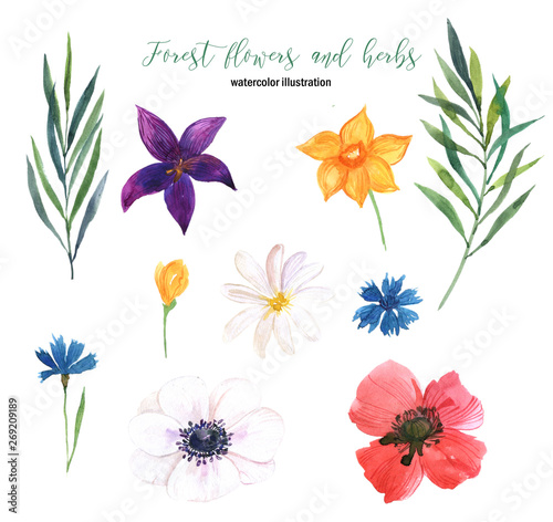 Collection of forest flowers and herbs. Summer illustration. Watercolor illustration. For banners  cards  patterns  invitations.