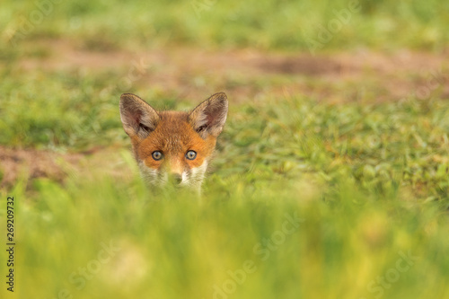 The red fox (Vulpes vulpes) is the only Central European representative of foxes and is therefore usually referred to as "the fox". He is the most common wild dog in Europe. Young fox. Concept: animal