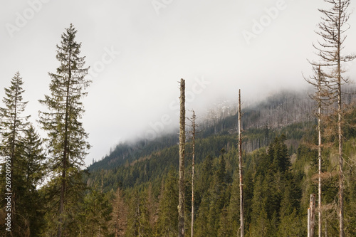 Fototapeta Naklejka Na Ścianę i Meble -  mountains in the Tatra Mountains