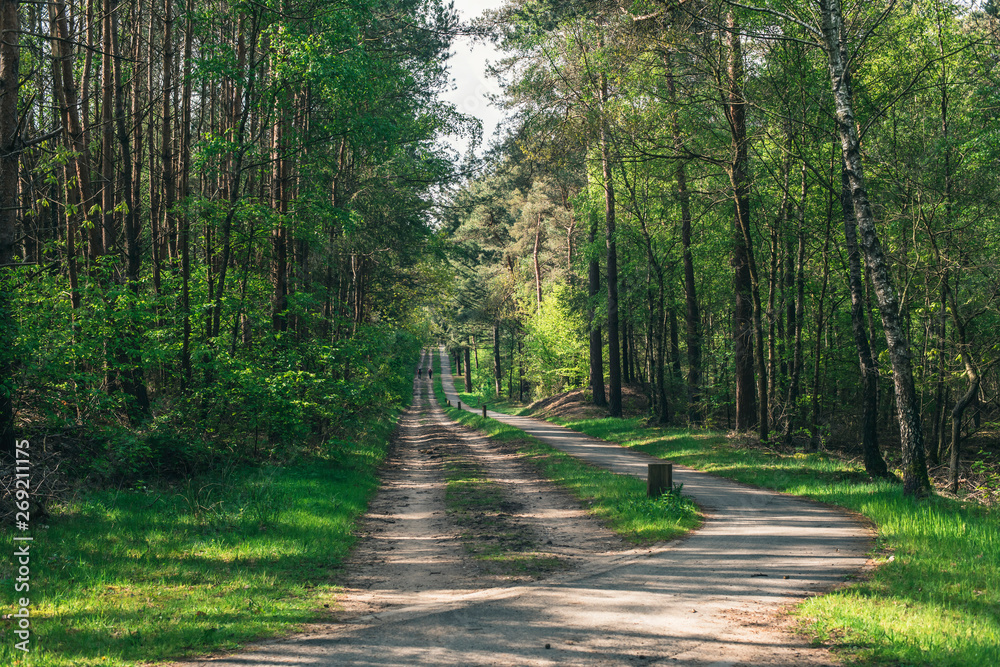Fototapeta premium Dirt road and pathway into sunny forest in spring.