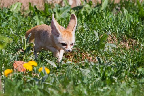 Cute fox Fenech (Exupery novel, little prince) on the green grass.