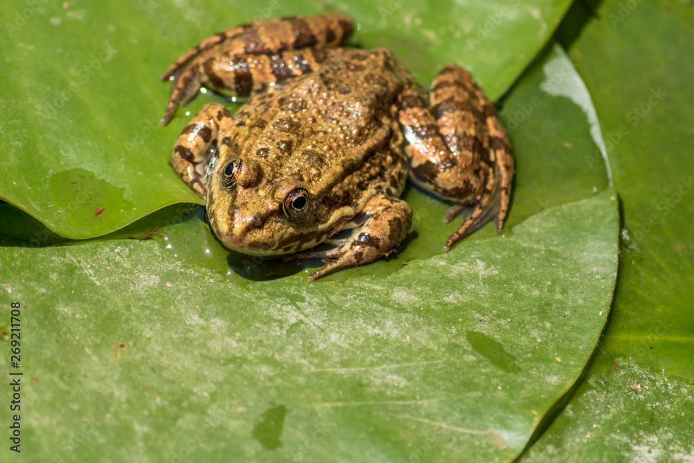 Frog on a water lily leaf. Natural background. Water lily leaves and a little frog Frog on a water lily leaf. Natural background. Water lily leaves and a little frog