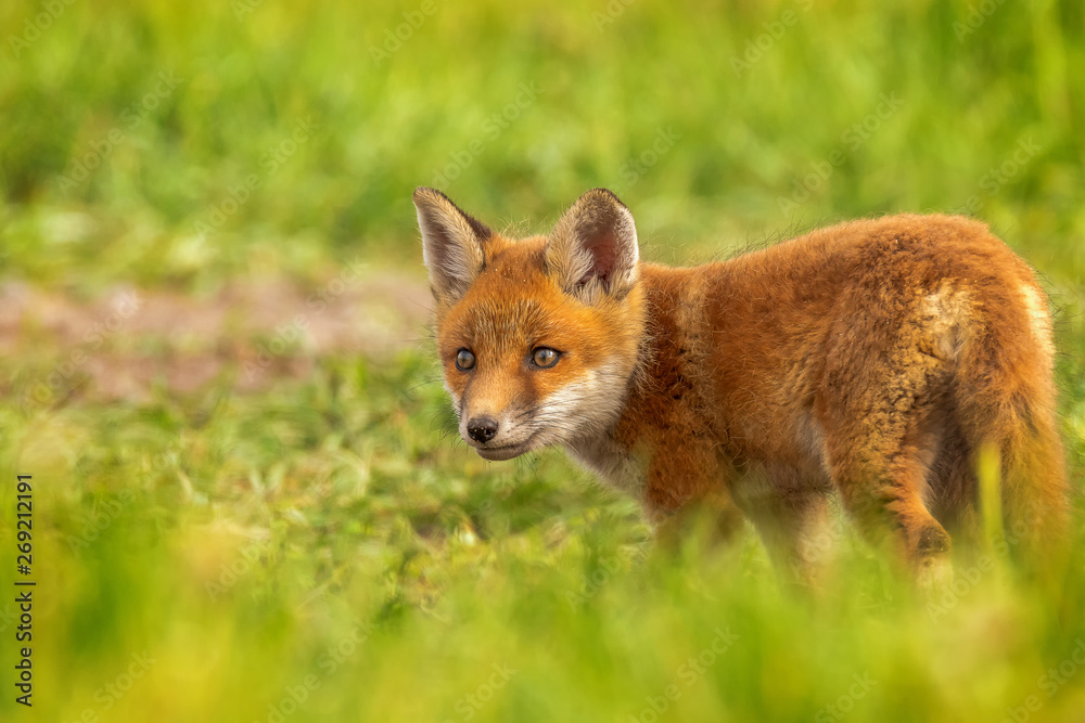 The red fox (Vulpes vulpes) is the only Central European representative of foxes and is therefore usually referred to as The red fox (Vulpes vulpes) is the only Central European representative of foxes and is therefore usually referred to as