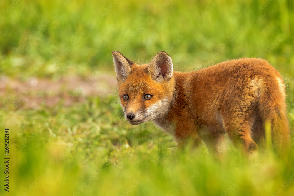 The red fox (Vulpes vulpes) is the only Central European representative of foxes and is therefore usually referred to as 