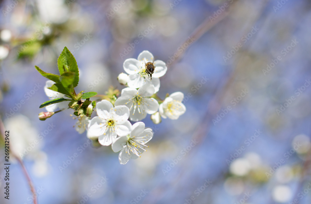A bee flies over a branch of flowering cherry in the garden. Bee pollinates cherry. Bee sits on a spring flower A bee flies over a branch of flowering cherry in the garden. Bee pollinates cherry. Bee sits on a spring flower