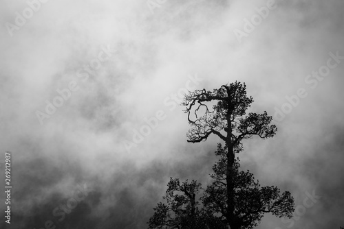 Clouds over trees in Mount Triund, India photo