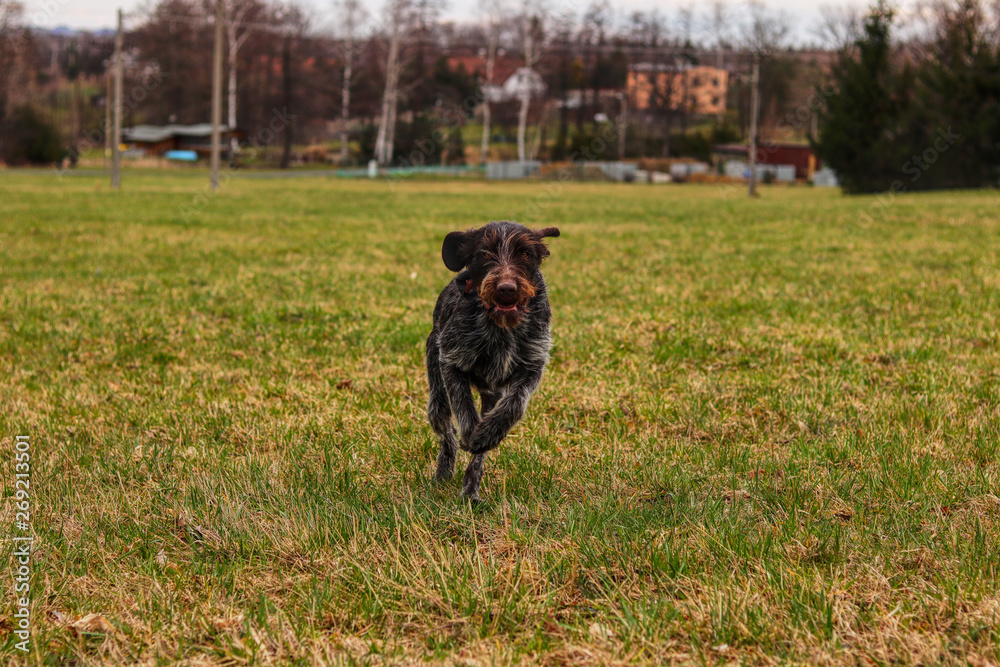 Why Does My Dog Run Back And Forth Really Fast