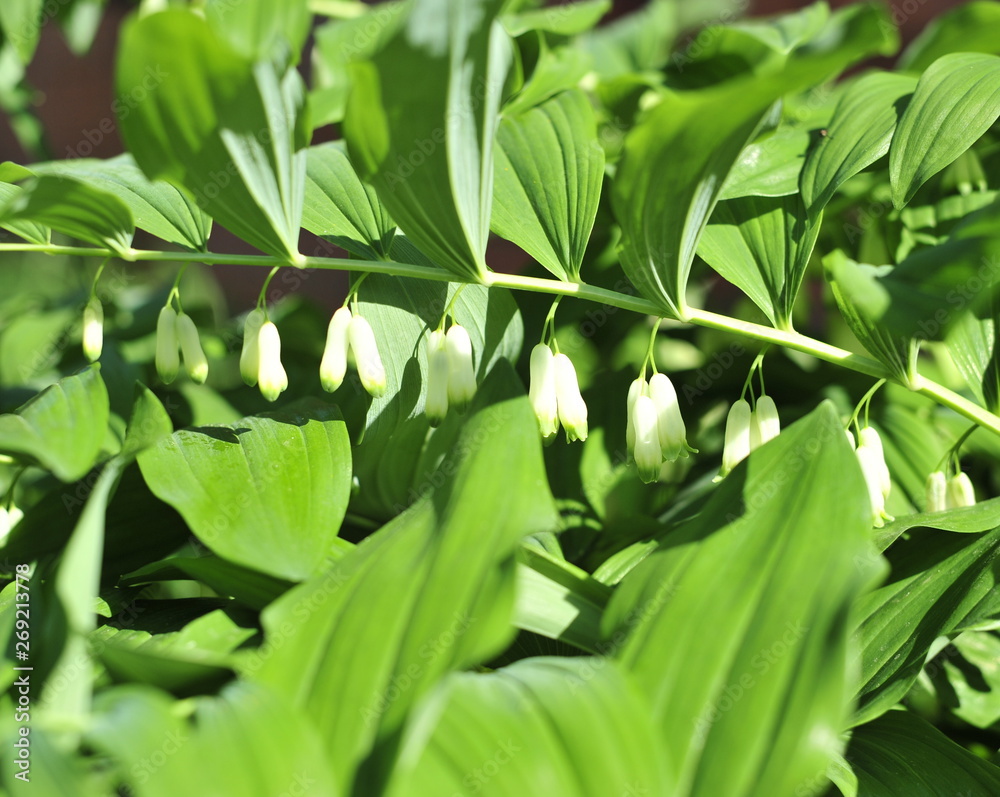 green plant in the garden