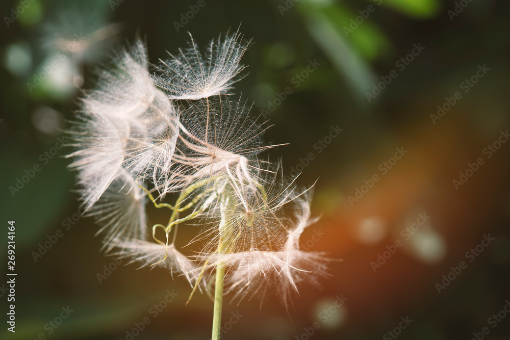 Fototapeta premium dandelion seeds close up blowing in green background