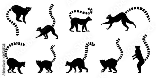 lemur silhouette photo