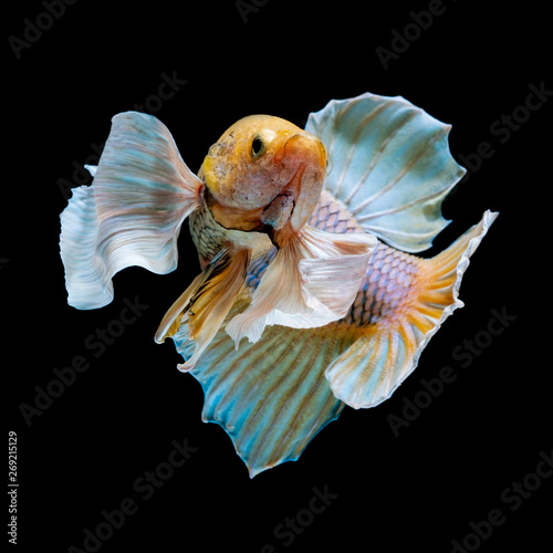 Betta fish Fight in the aquarium © yupaluk