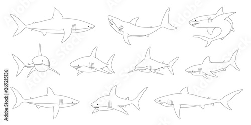 Obraz na plátně shark line