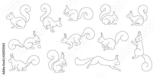 squirrel line