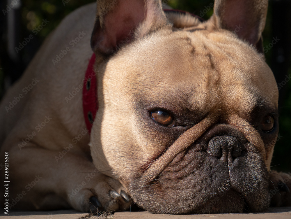 French bulldog dog close up of face lying in garden