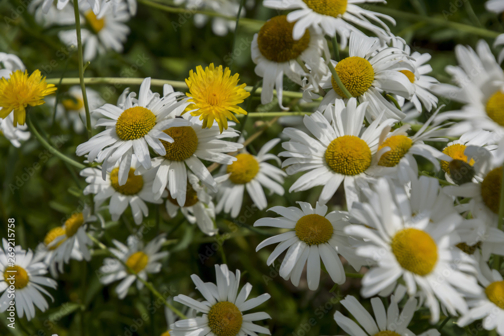 Bellis perennis; daisy Bellis perennis; daisy