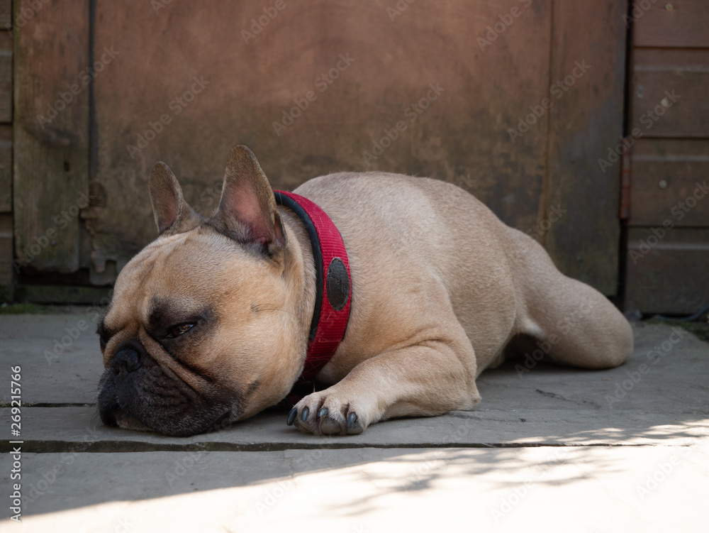 French bulldog dog asleep in shade in front of garden shed