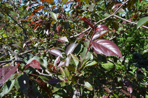 flowers in the garden