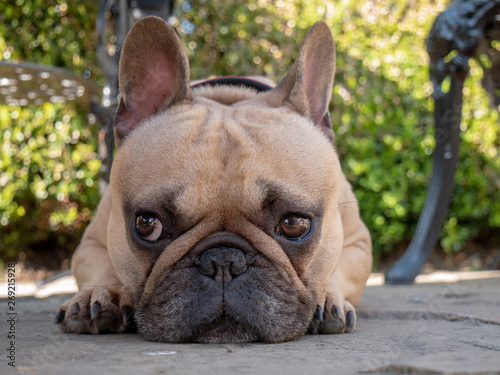 sad french bulldog dog laying in garden © Vantage