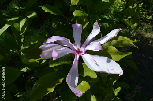 flowers on a blue background