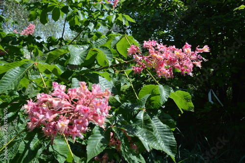 pink flowers in the garden