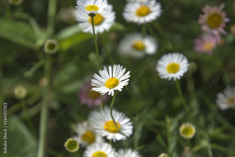 Fototapeta premium Eastern Daisy; Daisy Fleabanes