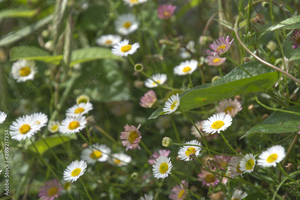 Eastern Daisy; Daisy Fleabanes Eastern Daisy; Daisy Fleabanes