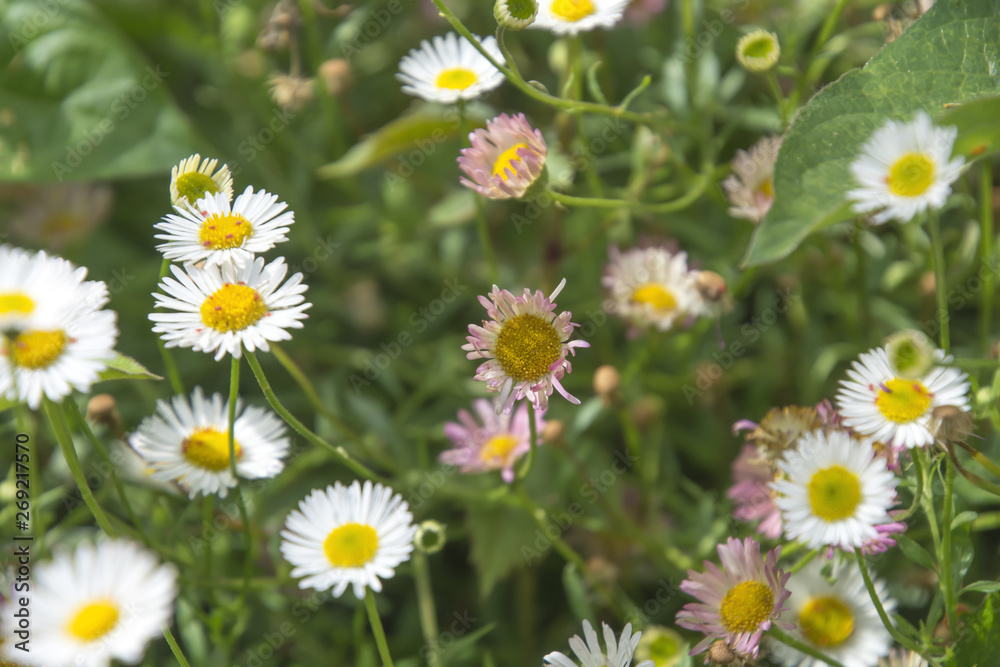 Fototapeta premium Eastern Daisy; Daisy Fleabanes