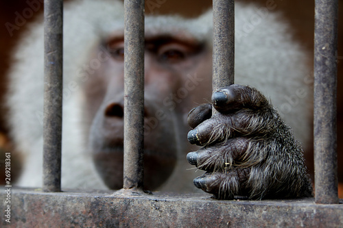 A monkey sitting inside a cage and holding the grid.