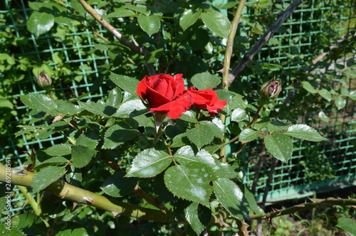 red rose in the garden