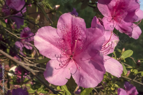 Rhododendron; Azalea; Alpenrose