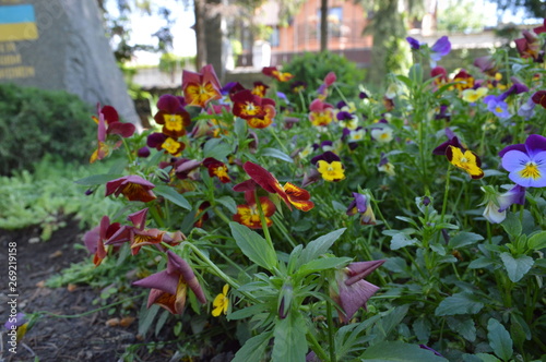 flowers in the garden